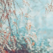 剧场上的小蜜蜂