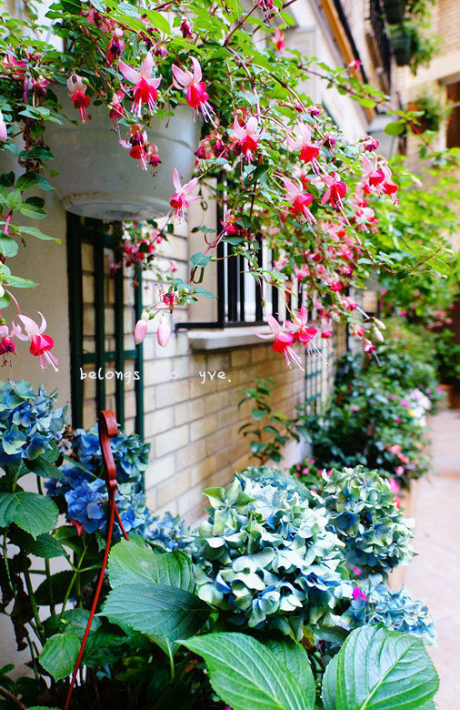 酒店花园里种满了鲜花