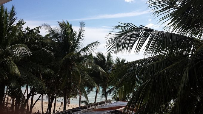 从阳台看出去的景色，全被大椰子树挡住了。
