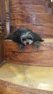 酒店养的宠物，每天就懒懒的躺着一动不动。