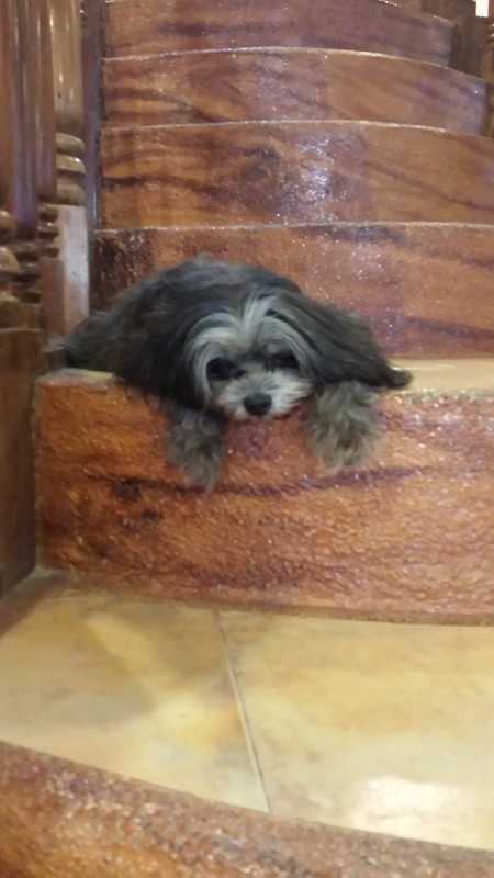 酒店养的宠物，每天就懒懒的躺着一动不动。